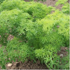 Organic Leaf Mustard ‘Golden Frills’